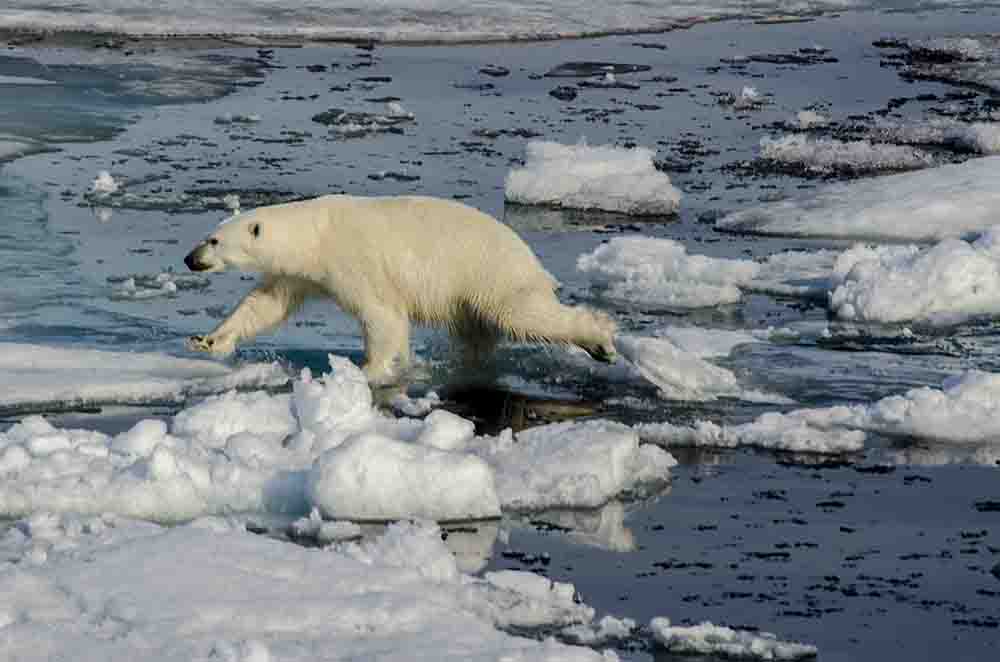 Oso Polar - islas Svalbard - Noruega 22.jpg